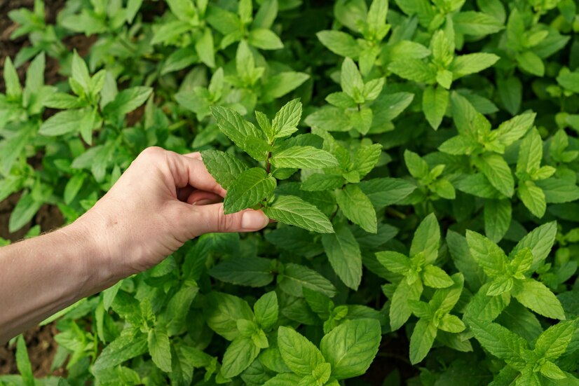 Harvesting herbs